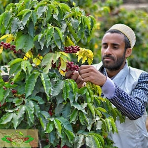 May include: A man wearing a white hat and a blue and white patterned shirt picks red coffee beans from a coffee plant. The plant has green leaves and red coffee beans.