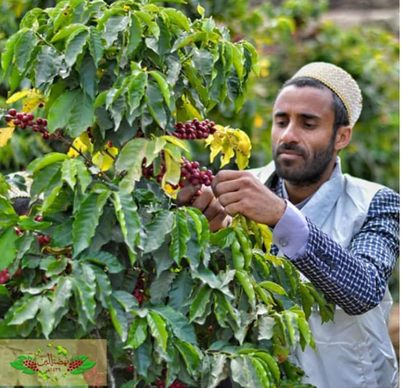May include: A man wearing a white hat and a blue and white patterned shirt picks red coffee beans from a coffee plant. The plant has green leaves and red coffee beans.