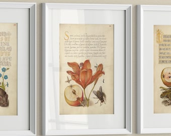 Vintage Wall Art Prints – Medieval Calligraphy, Pear, Orange Lily, Apples, Frog & Mouse, Set of 3
