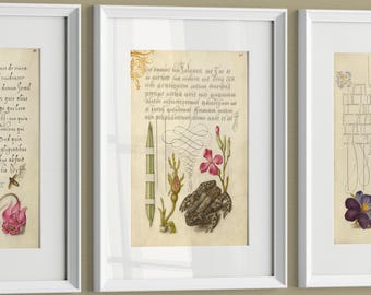 Vintage Wall Art Prints – Medieval Calligraphy, Primrose, Violet, Ladybird & Frog. Set of 3 Botanical Illustrations