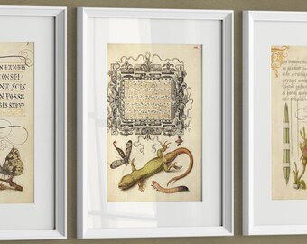 Vintage Wall Art Prints - Calligraphy, Caterpillar, Lizard and Frog, Set of 3 Medieval Home Decor Posters