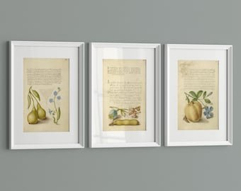 Vintage Wall Art Prints – Medieval Calligraphy, Pears, Dried Poppy & Beans, Set of 3 Botanical Illustrations