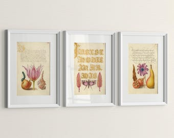 Vintage Wall Art Prints – Calligraphy, Tulip, Anemone, Grasshopper & Pear, Set of 3 Medieval Nature Posters