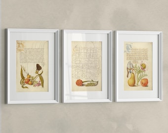 Set of 3 Medieval Wall Prints – Calligraphy, Marigold, Flowers & Fruits. Vintage Botanical Home Decor