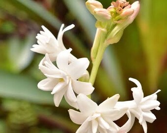 Tuberose Accord