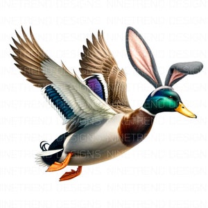 May include: A mallard duck with gray bunny ears is flying with its wings spread. The duck has a green head, a brown body, and blue and purple feathers on its wings.