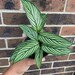 micorim reviewed Calathea Vittata 4 inch pot
