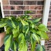 Vago reviewed Philodendron Brazil 6 inch pot