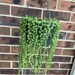Vago reviewed String of pearls 6 inch pot