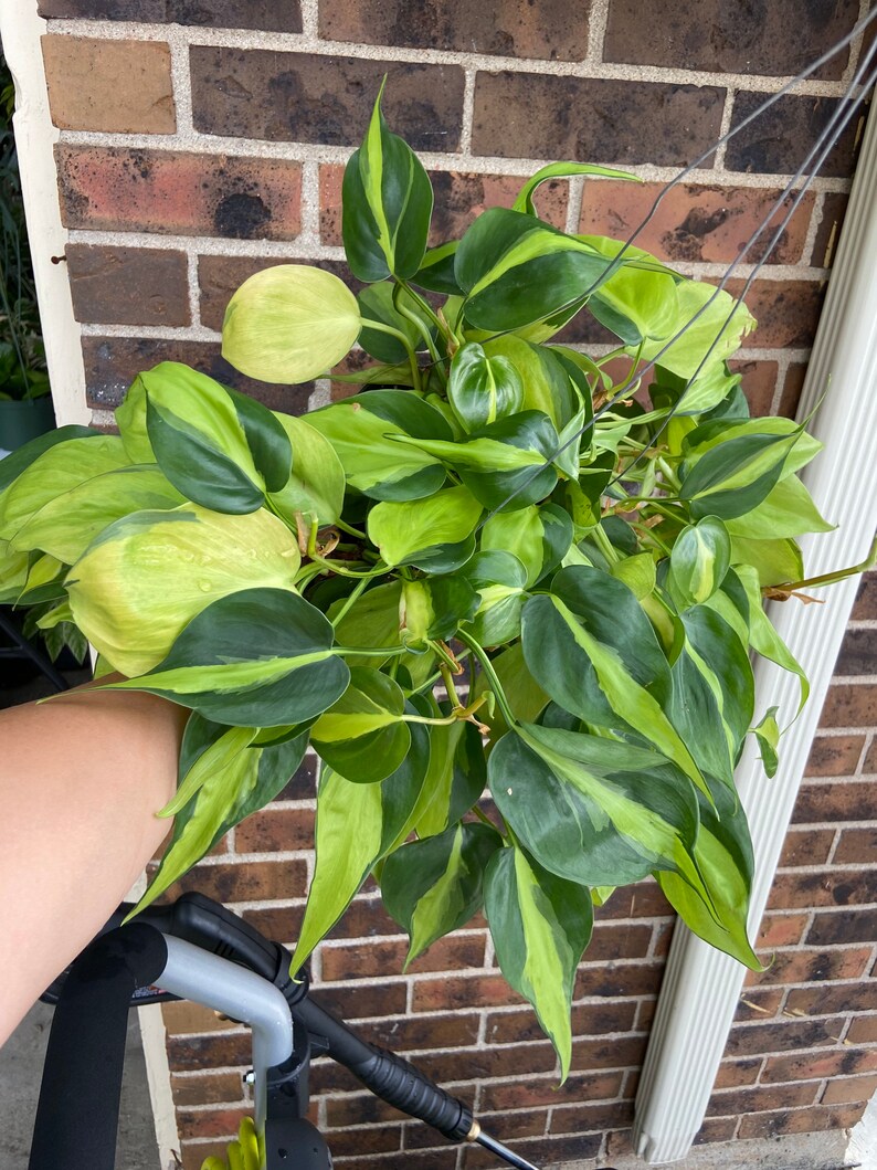 Philodendron Brazil 6 inch pot image 1