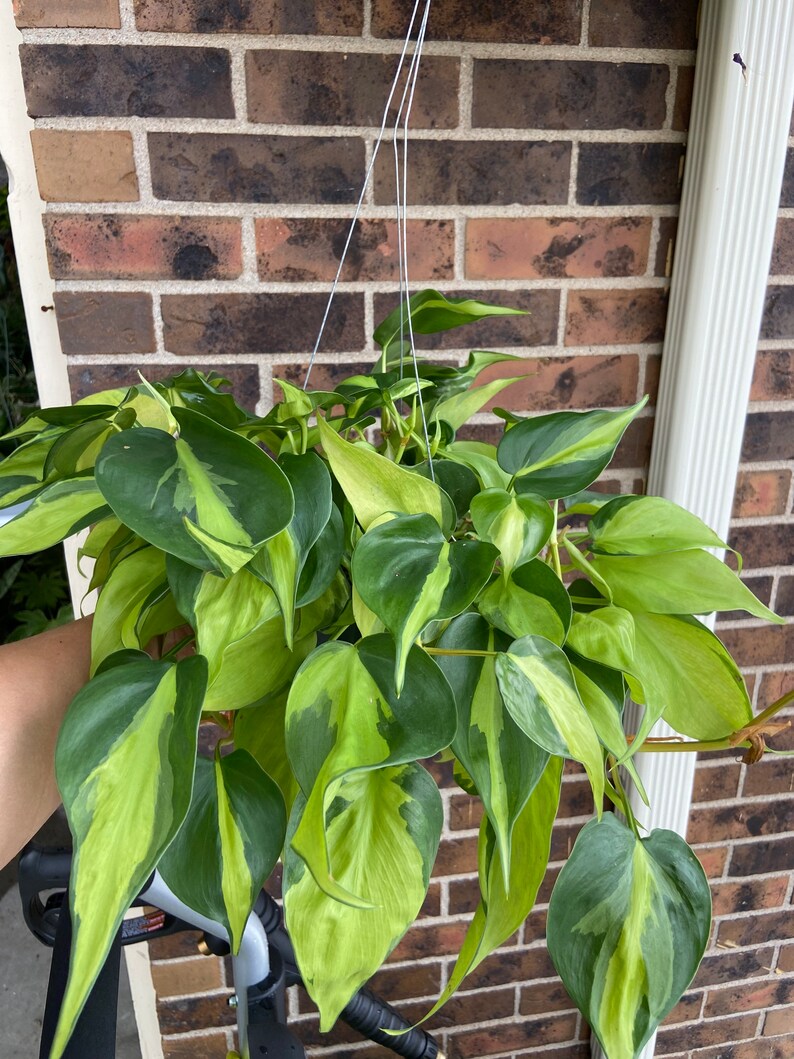 Philodendron Brazil 6 inch pot image 0