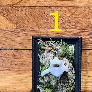 Crystal Deer Vertebrae Wall Art Moss Spine Witch Fairy Mystical Gothic Frame Bone Art