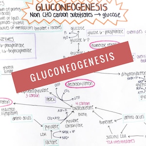 May include: A handwritten diagram explaining the process of gluconeogenesis, a metabolic pathway that produces glucose from non-carbohydrate sources. The diagram includes the names of enzymes, substrates, and products involved in the process. The diagram is written in black ink on white paper.