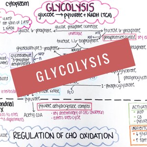 May include: A handwritten diagram of the glycolysis process, a metabolic pathway that breaks down glucose into pyruvate. The diagram includes the names of the enzymes involved in each step, as well as the products and reactants of each reaction. The diagram is labeled "GLYCOLYSIS" in large, red letters.