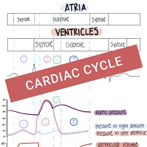 May include: A diagram illustrating the cardiac cycle with labels for the atria and ventricles, showing the pressure and volume changes in the heart during systole and diastole. The diagram includes a graph showing the pressure in the aorta, right atrium, and left ventricle, as well as the ventricular volume.
