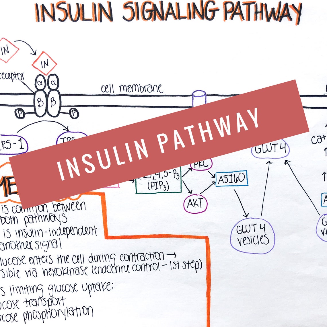 Insulin Signaling Pathway Study Sheet, Diabetes, Nursing Notes