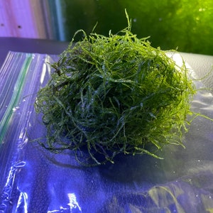 Java Moss - Freshwater Aquarium Moss - Live Plant! Good for Breeding! Shrimp Love it! - Baseball Size Portion! Home Aquarium Grown!