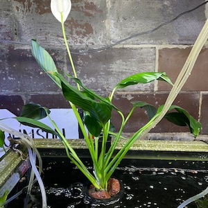 May include: A vibrant green peace lily plant with a white flower, emerging from a dark, water-filled container. The plant has large, glossy leaves and is surrounded by clear tubing and a brick wall background. The plant is in a dark container.
