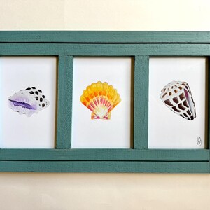 Framed 3 Panel Hawaii Shells- Cone, Miter, Sunrise, Purple Drupe