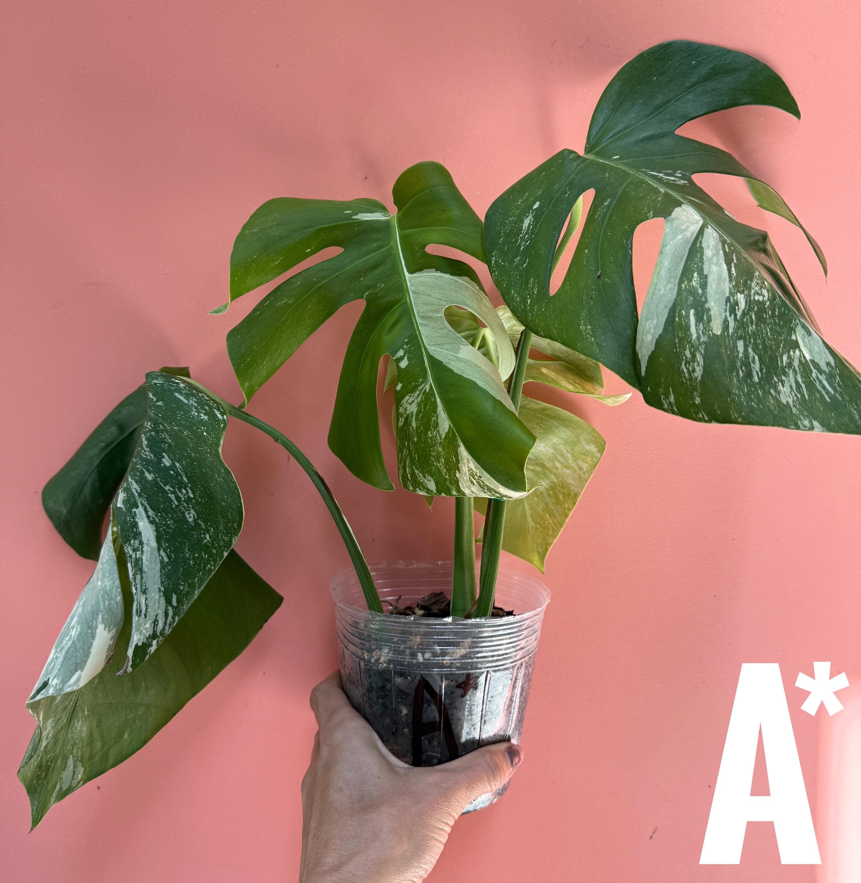 Variegated Monstera Lower Variegation | Albo Monstera | Monstera Albovariegata |  Variegated Albo | Wish List Plant | Plant Gift | US Grown