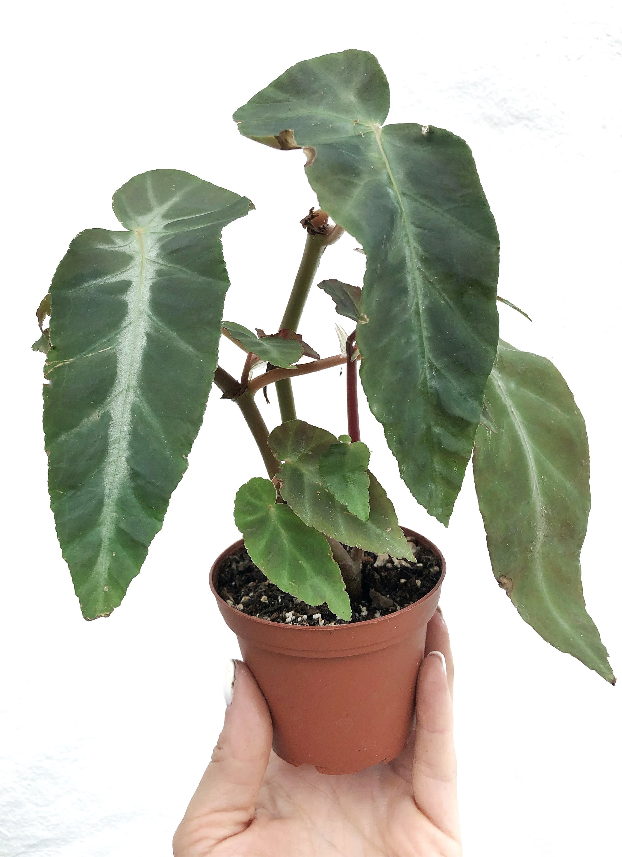 Are Elephant Ear Begonias Toxic To Dogs