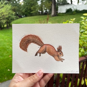 ORIGINAL - Red Squirrel