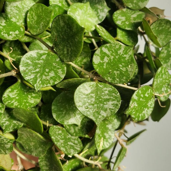 Hoya Curtisii Cuttings