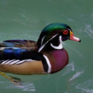 Wood Duck Swimming