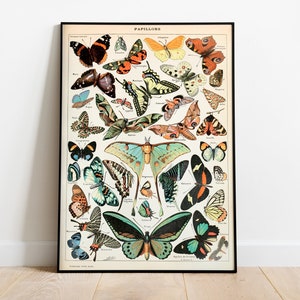 Vintage Butterfly Print, Adolphe Millot Poster, Papillon Wall Art, Butterfly Decor, Antique Butterfly Print