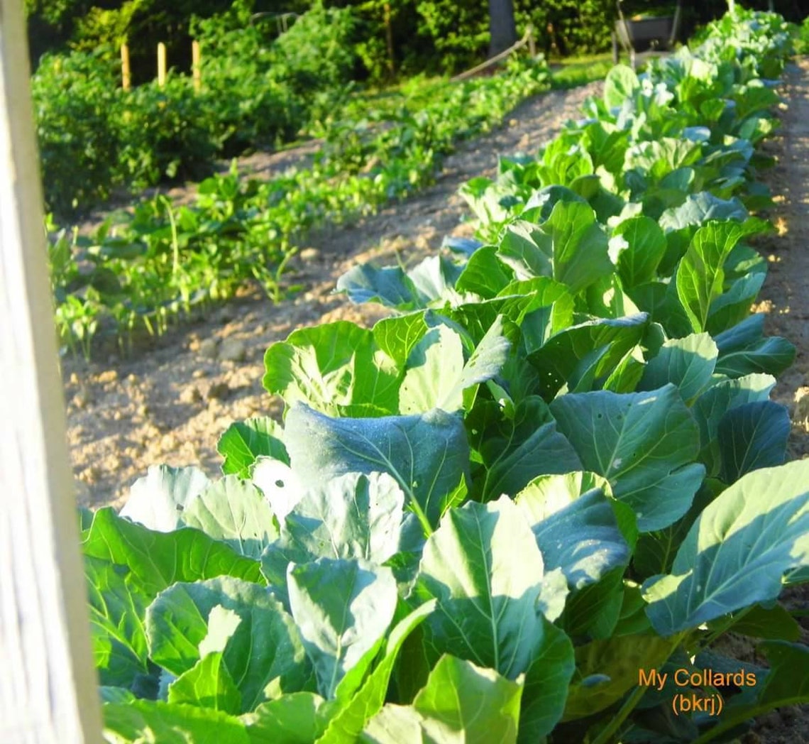 25 Heirloom Organic Tree Collard Green seeds Etsy