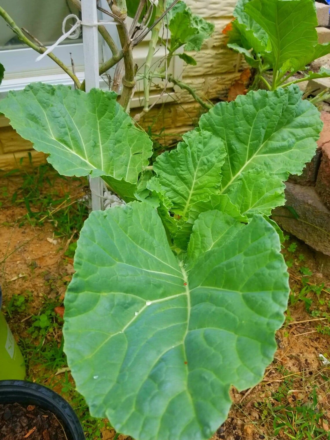 25 Heirloom Organic Tree Collard Green Seeds Etsy