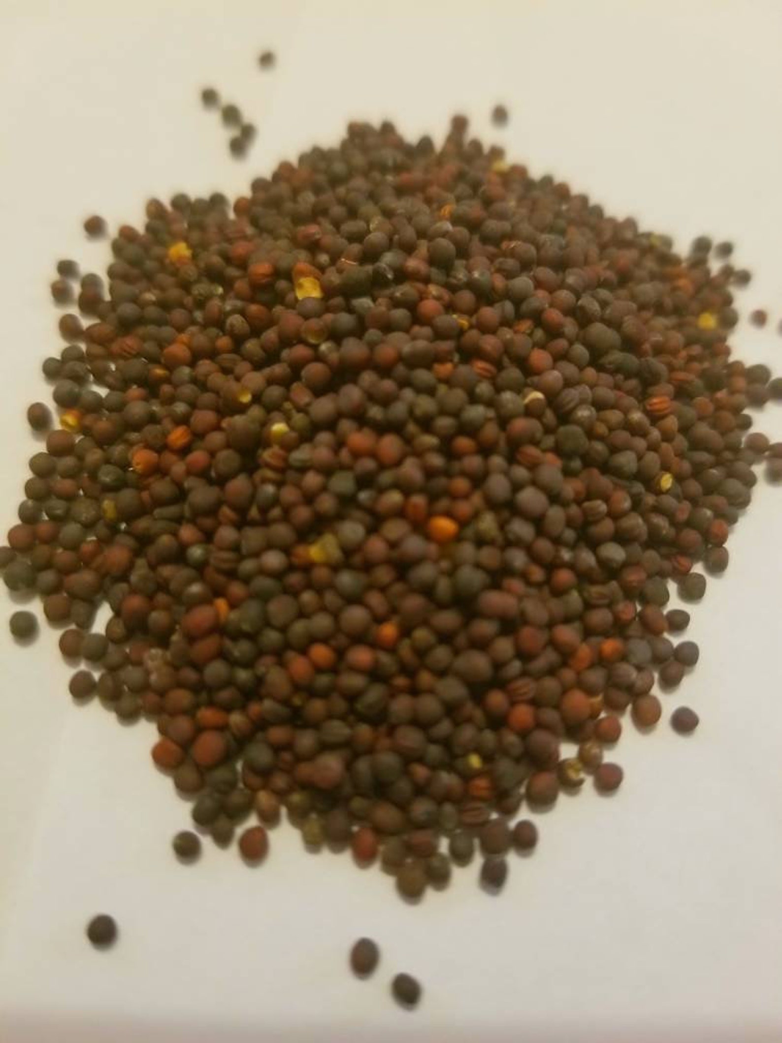 Turnip Green Seeds. 50 Purple Top Turnip Seeds Etsy