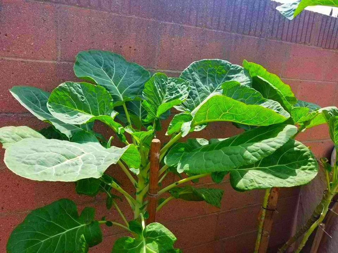 25 Heirloom Organic Tree Collard Green seeds Etsy