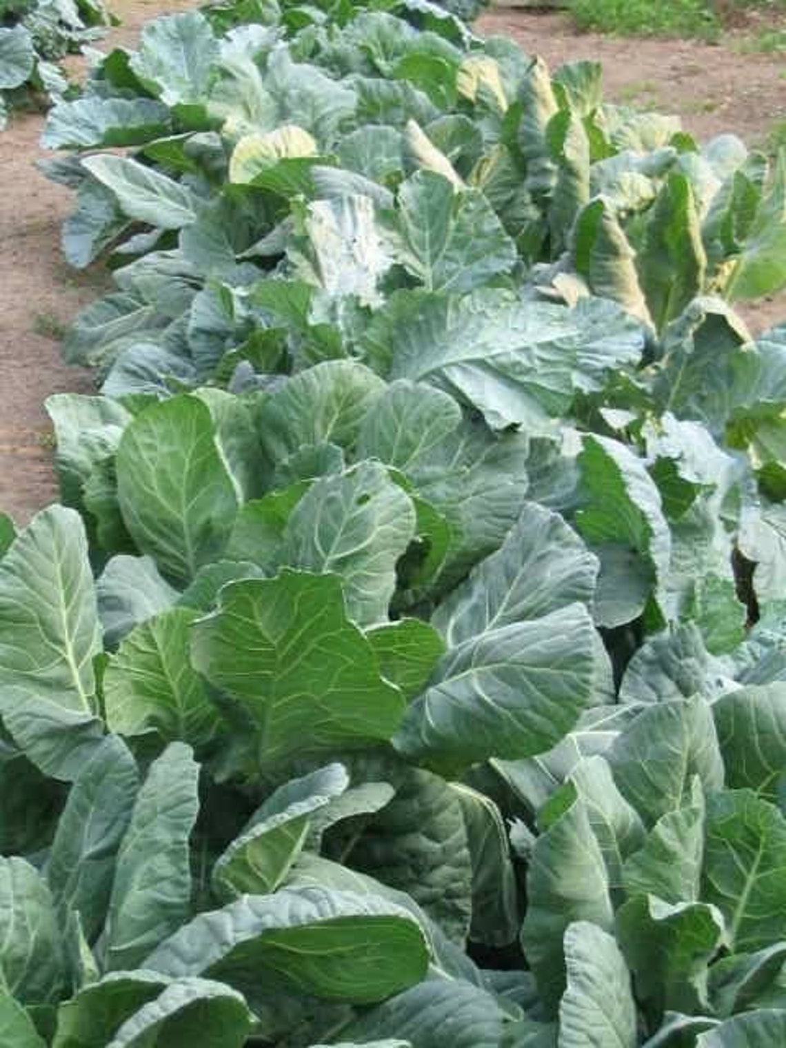 100 COLLARD Greens Seeds Etsy