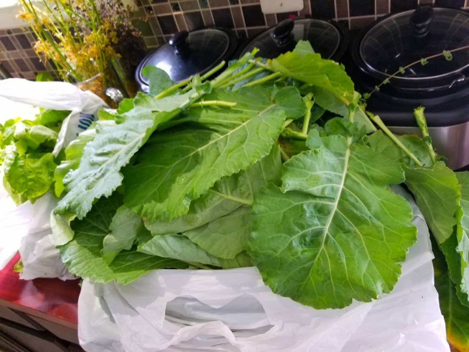 25 Heirloom Organic Tree Collard Green seeds Etsy