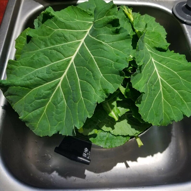 25 Heirloom Organic Tree Collard Green Seeds Etsy