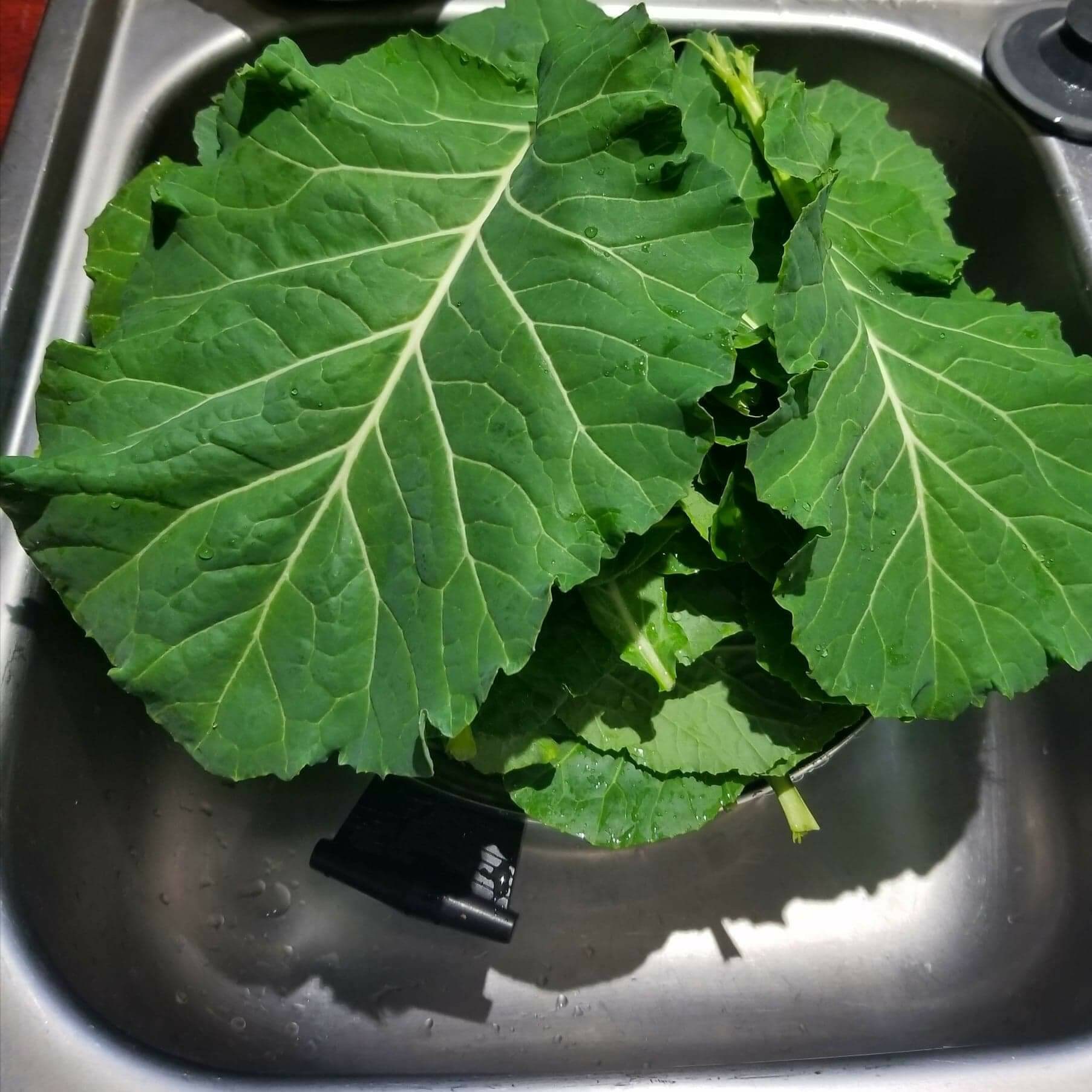 25 Tree Collard Green seeds Etsy