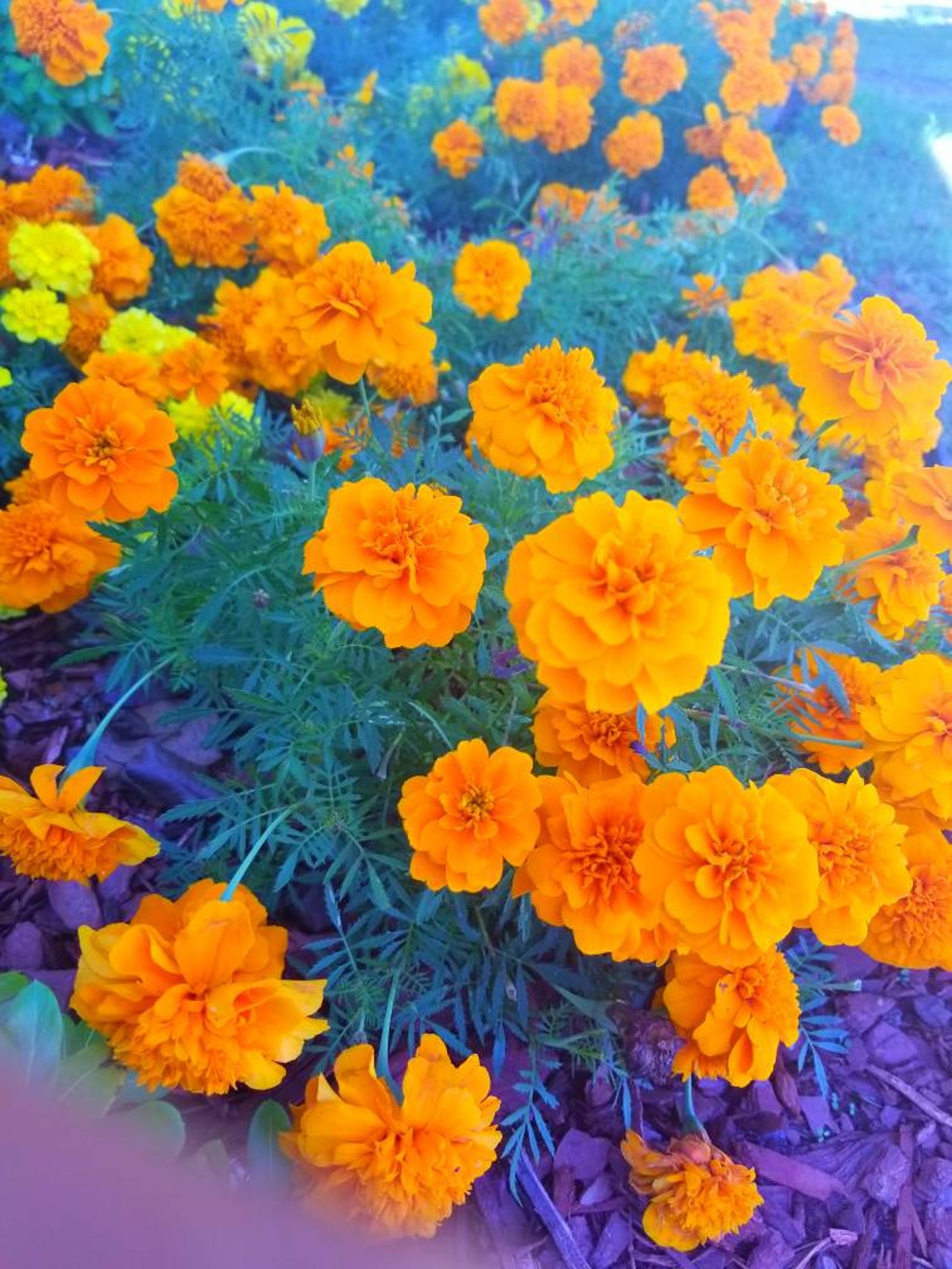 50 beautiful Orange Marigolds flower seeds. Free shipping | Etsy