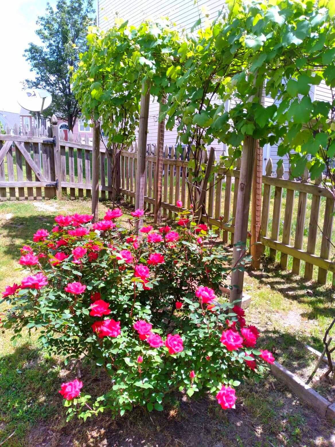 Beautiful Red Rose clone bush Etsy