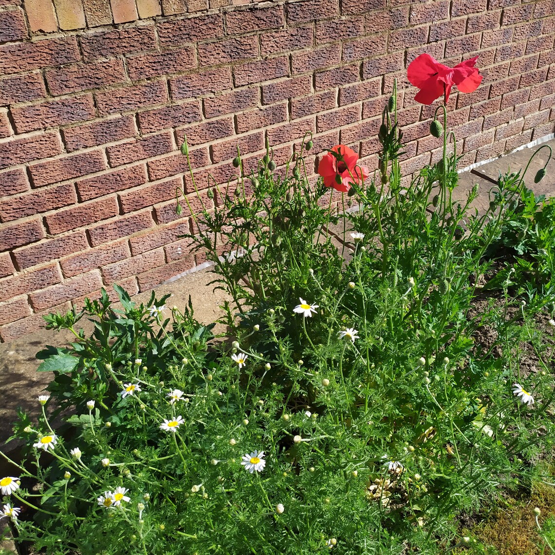 Beebombs Wildflower Seed Bombs Bee bombs Native to Europe Etsy