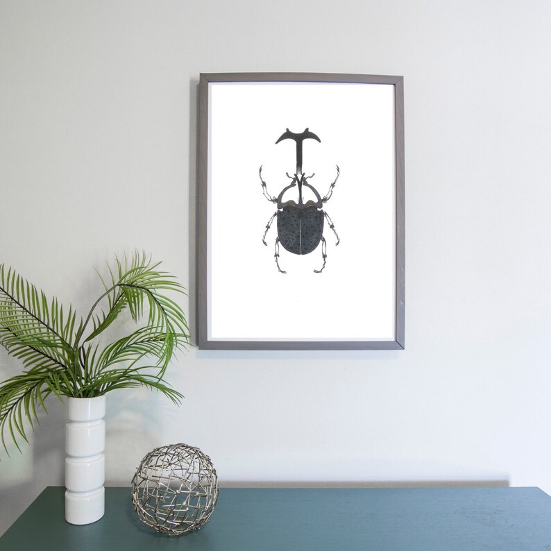 Dynastinae Rhinoceros Beetle