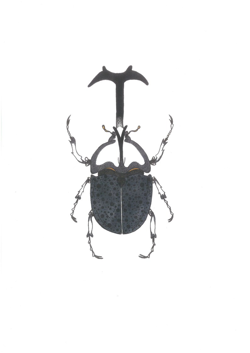 Dynastinae Rhinoceros Beetle