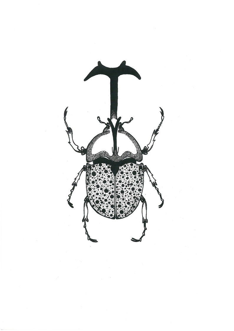 Dynastinae Rhinoceros Beetle