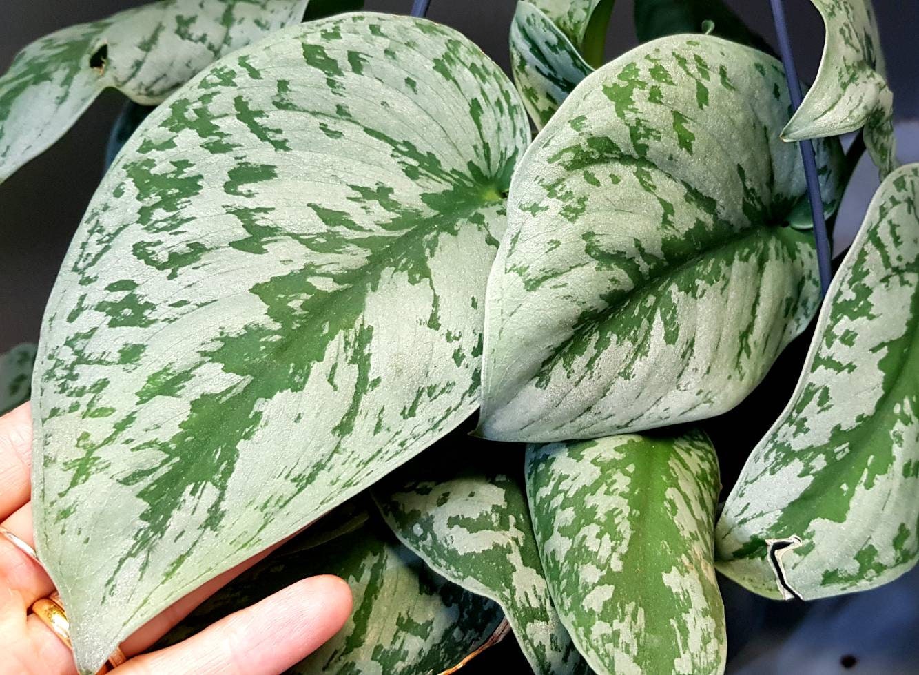 Pothos Exotica, Trebie, Scindapsus Pictus - Pothos Argenté Plantes Bien Enracinées ou Boutures, Feui