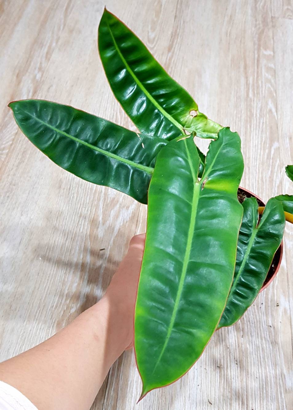 Philodendron Billietiae, Philodendron Feuillage Allongé Pétiole Orange, Plante Bien Établie