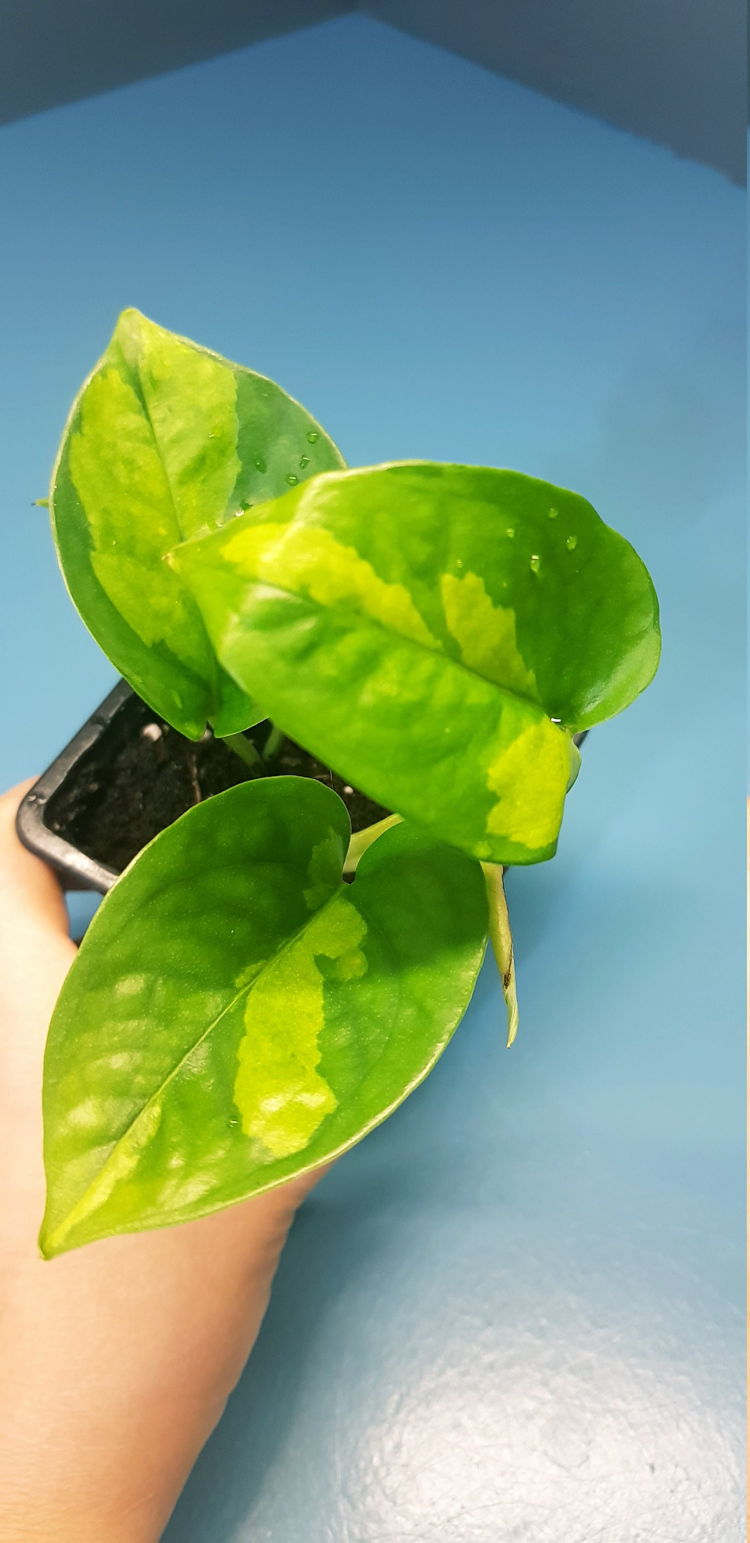 Pothos Global Green, Epipremnum, Scindapsus, Plante Facile, Beaucoup de Variégation, Bien Établie et