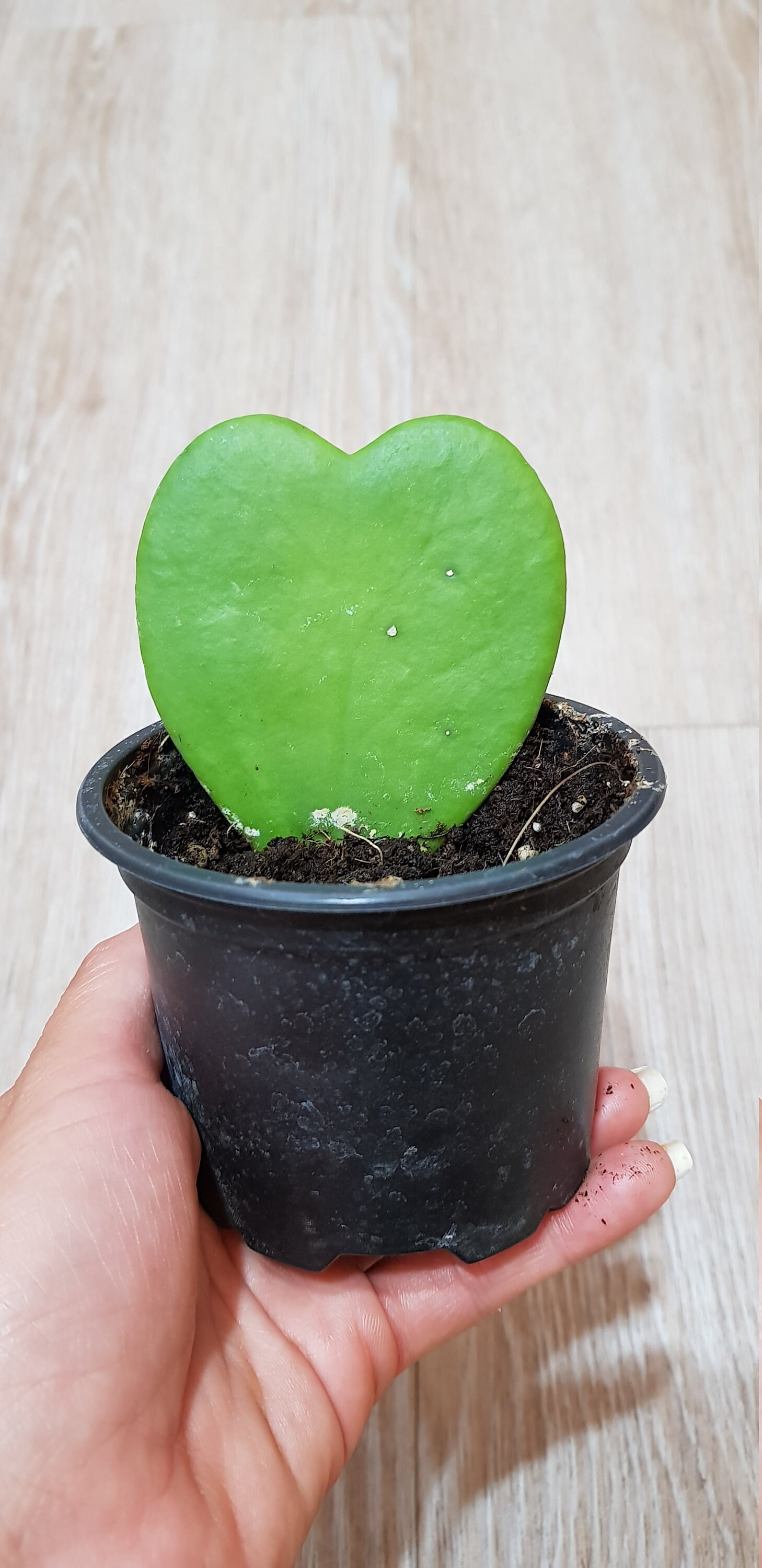 Hoya Kerrii, Plante avec Une Feuille Forme Coeur - Originale, Cadeau Parfait Homme Femme, Saint Vale