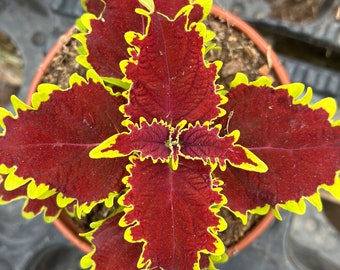 COLEUS very decorative multi-colored leaf, easy plant, fast growth