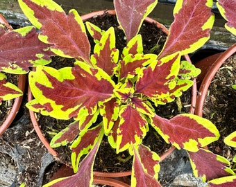 COLEUS Butterfly very decorative multi-colored leaf, easy plant, fast growth