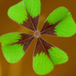 Oxalis Deppei, 4-leaf lucky clover, Oxalis Iron Cross, easy plant, bulb to germinate, indoor or outdoor plant image 1